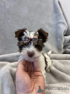 Фото №3. Бивер Йоркшир Терьера регистрация.  Германия