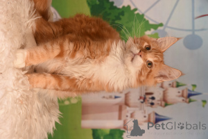 Фото №3. vladi. Израиль