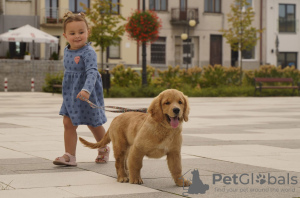 Дополнительные фото: Девочки Голден ретривер