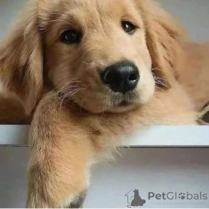 Фото №1. аргентинский дог - купить в Parañaque за договорная. Объявление №167329