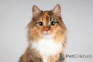 Фото №2 к объявлению №166043 о продаже  - купить в России из приюта