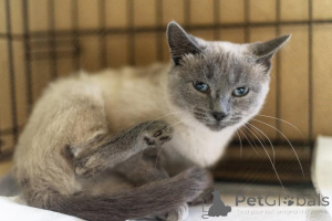 Фото №4. Продам  в Химках из приюта - цена Бесплатно