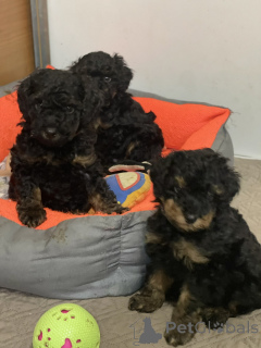 Фото №2 к объявлению №138403 о продаже пуделя (той) - купить в Сербии 