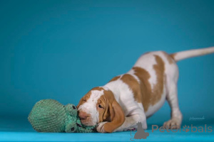 Фото №3. Bracco Italiano Puppy.  Польша