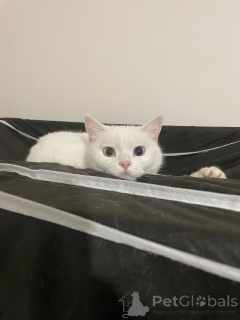 Фото №3. Игривый британский ван гибрид.. Турция