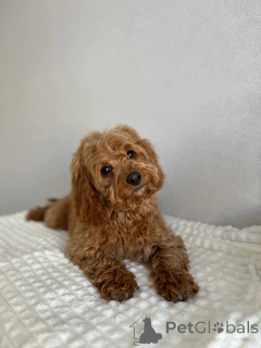 Фото №4. Продажа беспородную в Амстердам заводчик - цена договорная