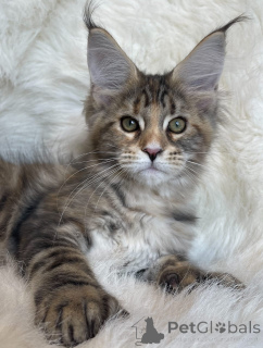 Фото №1. мейн-кун - купить в Альбом за 121₽. Объявление №161200