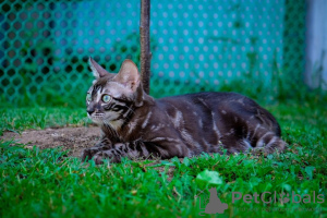Фото №3. Продажа бенгальских котят.. Россия