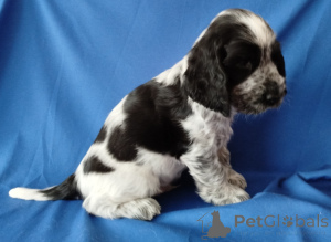 Фото №4. Продажа американского кокер-спаниеля, английского кокер-спаниеля в Минске частное объявление - цена договорная