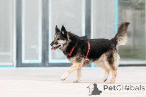 Фото №4. Продажа беспородную в Москве реке частное объявление - цена Бесплатно