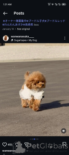 Фото №1. пудель (той) - купить в Гамбург за договорная. Объявление №163988