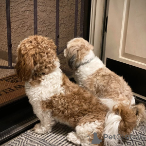 Фото №4. Продажа ши-тцу в Дортмунд заводчик - цена 37107₽