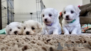 Дополнительные фото: Maltese puppies 3 boys