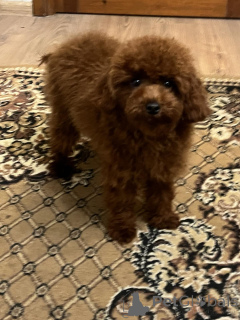 Фото №3. Toy poodle 8 months/male.  Украина