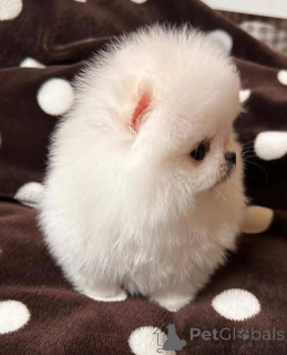 Фото №3. Szczenięta pomeraniana do adopcji, bardzo przyjazne dla dzieci i innych.  Польша