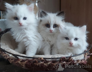 Фото №1. рэгдолл - купить в Утрехт за Бесплатно. Объявление №159207