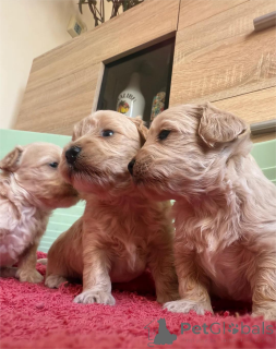 Фото №1. мальтипу - купить в Дессау-Рослиу за 32468₽. Объявление №154437