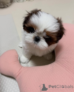 Фото №3. Entzückende Shih-Tzu-Welpen suchen ein Liebevolles Zuhause!.  Германия