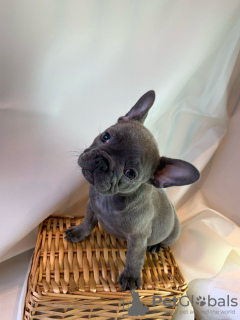 Фото №3. Adorable French bulldog Puppies for free adoption.  Германия