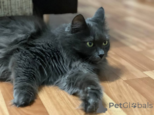 Фото №4. Продам  в Минске частное объявление - цена Бесплатно