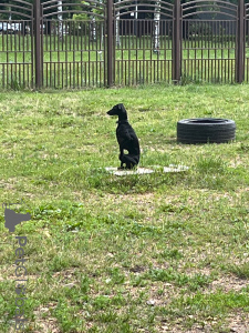 Фото №3. Мальчик левретки с родословной для вязки в  Беларуси. Объявление №137743