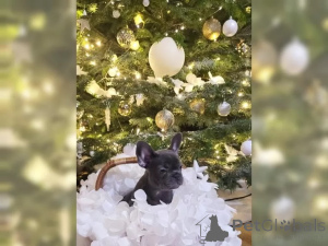 Фото №3. Сладкие французские щенки бульдога.  Швейцария