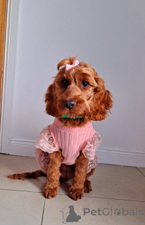 Фото №2 к объявлению №138589 о продаже кавапу - купить в Ирландии частное объявление