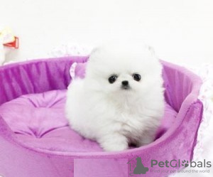 Дополнительные фото: Cute Pomeranian puppies for free adoption