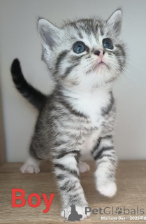 Фото №1. шотландская вислоухая (скоттиш фолд) - купить в Роторуа за 38962₽. Объявление №151105