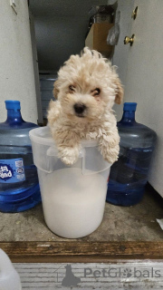 Фото №2 к объявлению №150137 о продаже мальтипу - купить в Германии частное объявление, заводчик