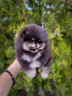 Фото №2 к объявлению №146801 о продаже померанского шпица - купить в Сербии заводчик