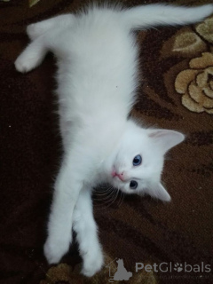 Фото №1. турецкая ангора - купить в Айзлинген за 32468₽. Объявление №157701