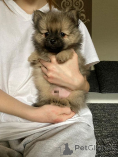 Фото №3. Померанский Zwergspitz Welpen.  Швейцария