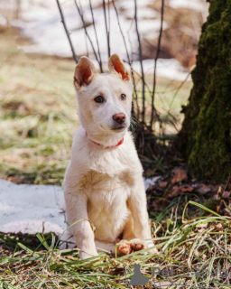 Фото №1. беспородная - купить в Москова за Бесплатно. Объявление №167143