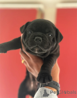 Фото №1. американский питбультерьер - купить в Франкфурт за 32468₽. Объявление №154436