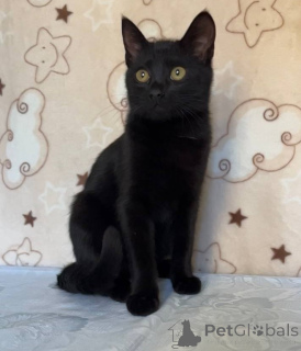 Фото №2 к объявлению №164930 о продаже  - купить в Беларуси 