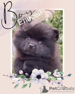 Фото №2 к объявлению №8223 о продаже немецкого шпица - купить в России заводчик