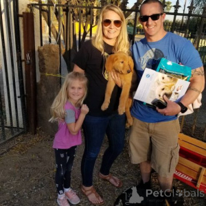 Фото №2 к объявлению №159863 о продаже золотистого ретривера - купить в Литве частное объявление