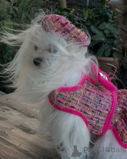 Фото №2 к объявлению №157384 о продаже йоркширского терьера - купить в Германии из приюта, заводчик