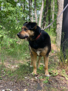 Фото №3. Милейшая Дара ищет дом!.  Россия