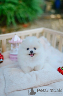 Фото №2 к объявлению №162135 о продаже  - купить в Австралии 