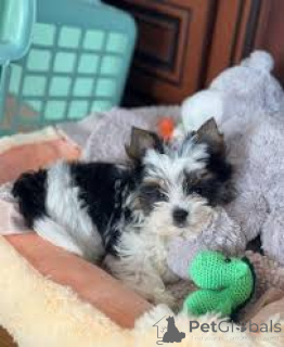 Фото №2 к объявлению №162612 о продаже бивер-йоркширского терьера - купить в Бельгии частное объявление, заводчик