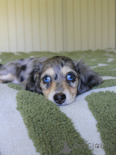 Фото №1. такса - купить в Ганновер за договорная. Объявление №144407