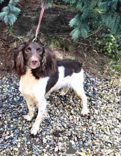 Фото №4. Продажа беспородную в Москве реке частное объявление - цена Бесплатно