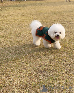 Фото №1. мальтийская болонка - купить в Берлине за 51022₽. Объявление №167176