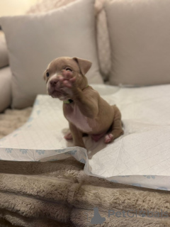 Фото №4. Продажа американского булли в Villingen-Schwenningen  - цена 92767₽