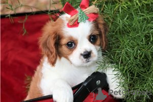 Фото №3. Adorable Cavalier King Charles Puppies for free adoption.  Германия