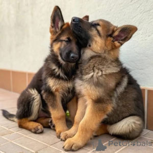 Фото №1. немецкая овчарка - купить в Мюнхене за договорная. Объявление №158379