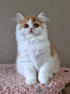 Фото №3. Девочка, хайленд страйт. Россия