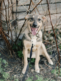 Фото №1. беспородная - купить в Минске за Бесплатно. Объявление №164579